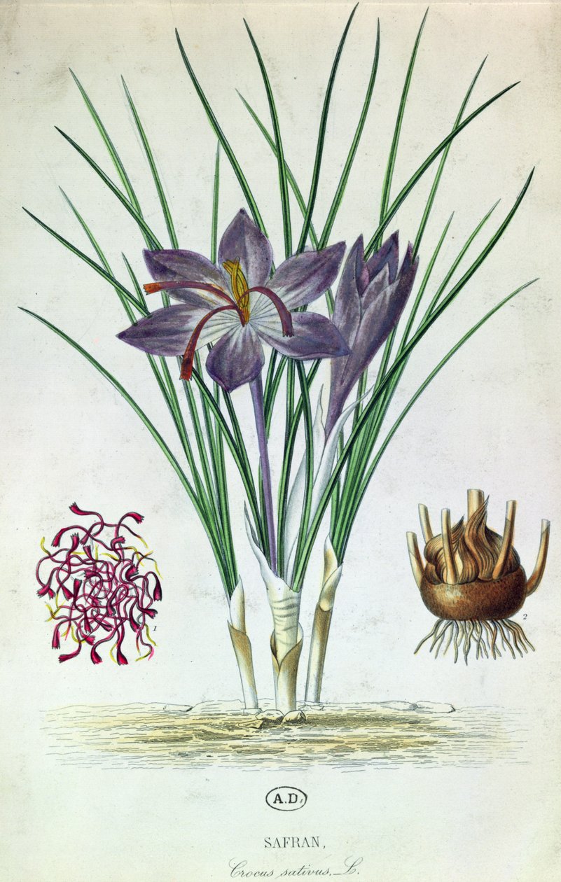 Szafran (Crocus Sativus) autorstwa French School