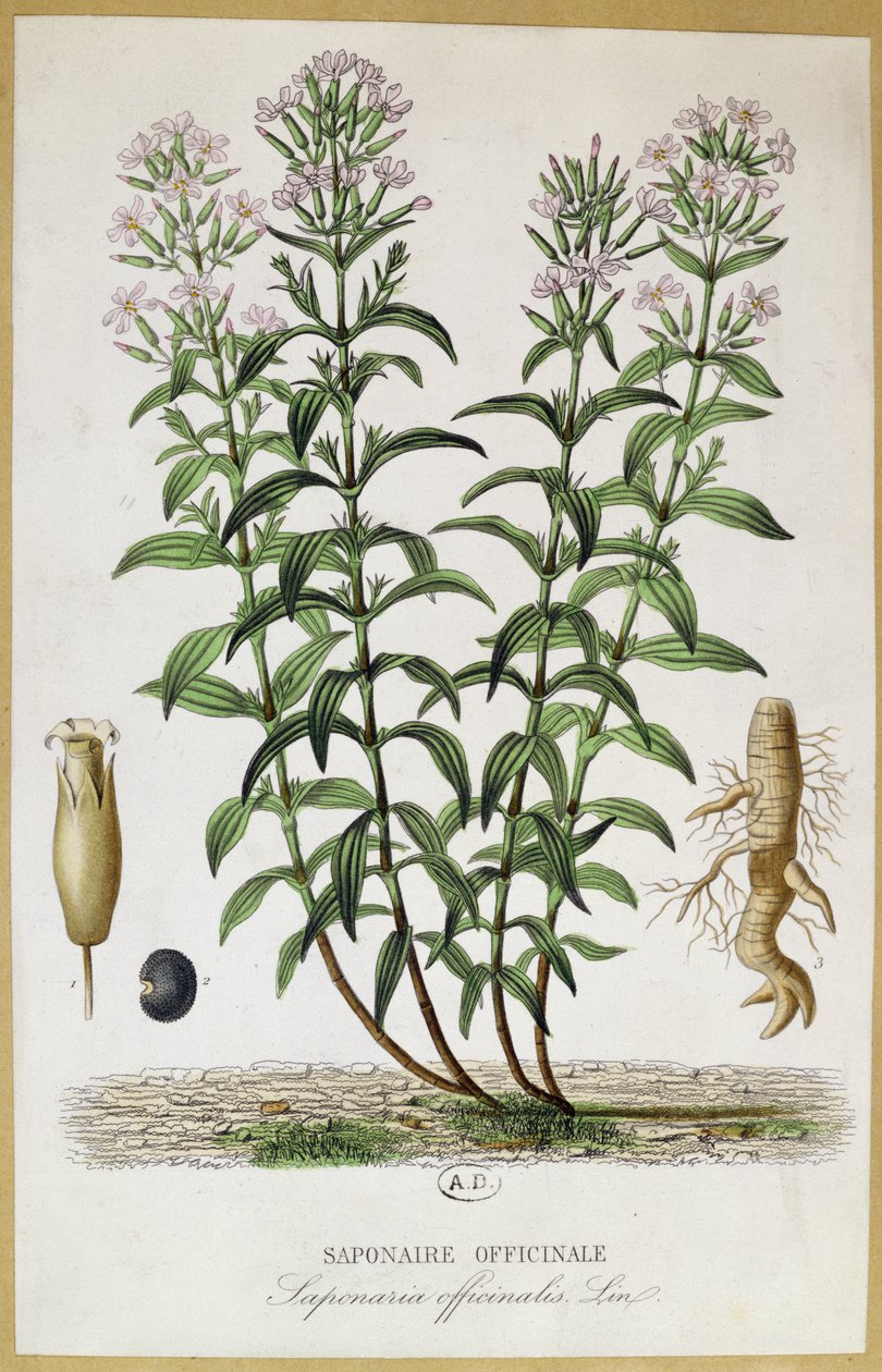 Saponaria officinalis, XIX w. (kolor grawerowany) autorstwa French School