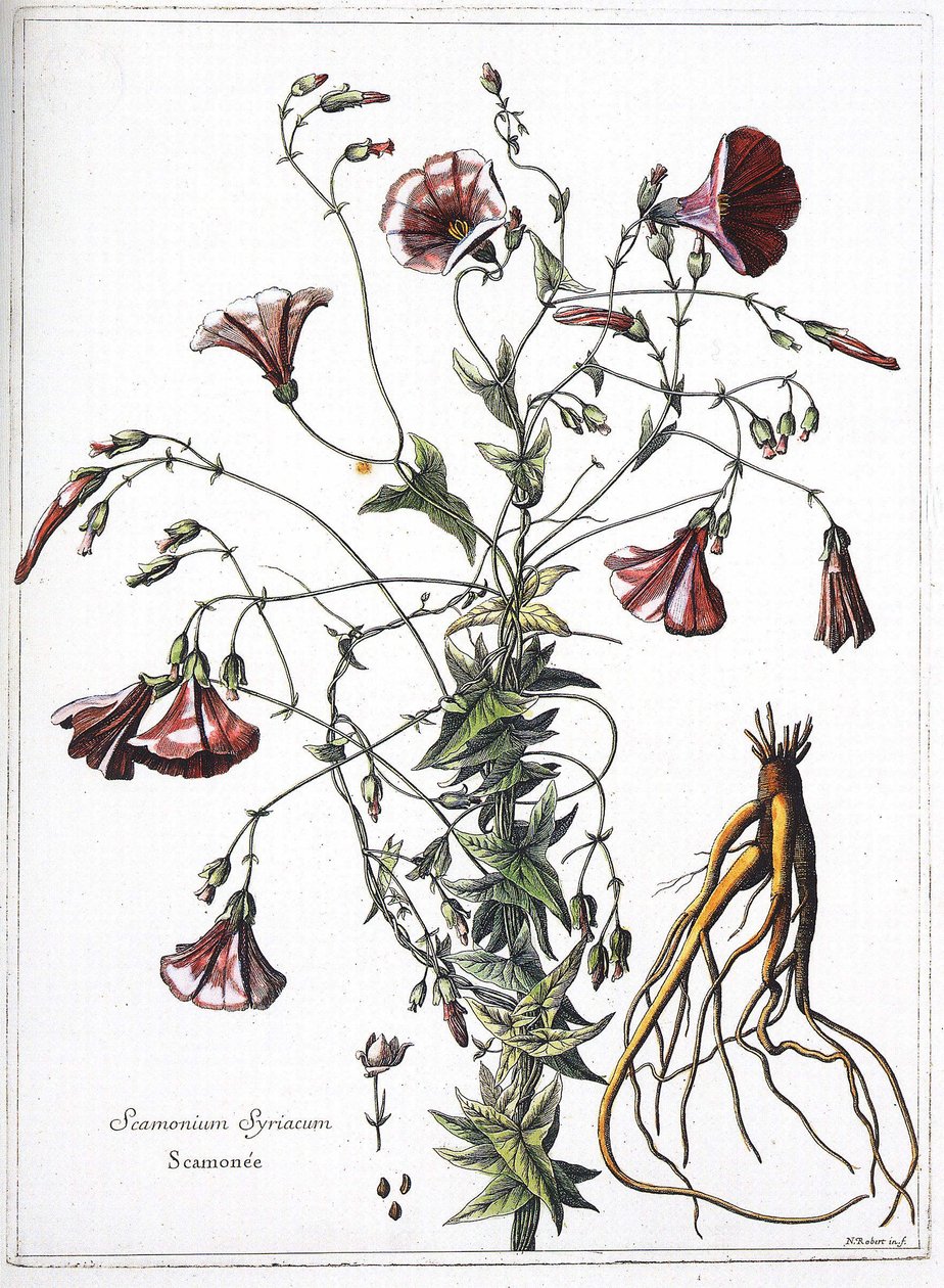 Scamoneum (Scamonium Syriacum) - z „Kolekcja roślin rytych z rozkazu króla Ludwika XIV” autorstwa French School