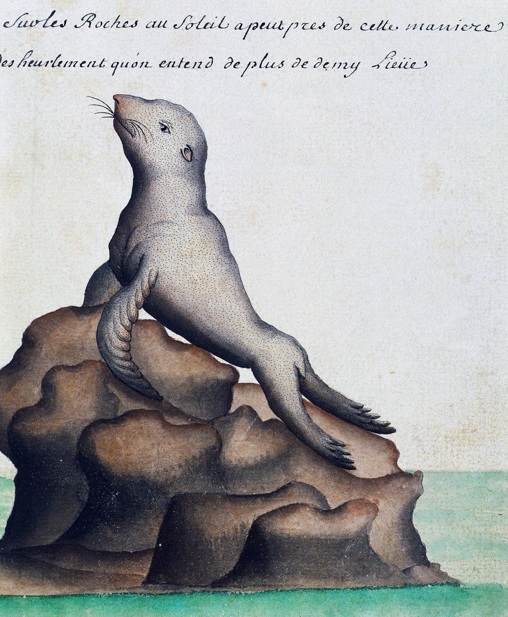 Foka, Wyspy Galapagos, akwarela z dziennika pokładowego Jacques Gouin de Beauchesne (1652-1730), kapitan Compagnie Royale de la Mer du Sud, od 1698 do 1701, Francja autorstwa French School