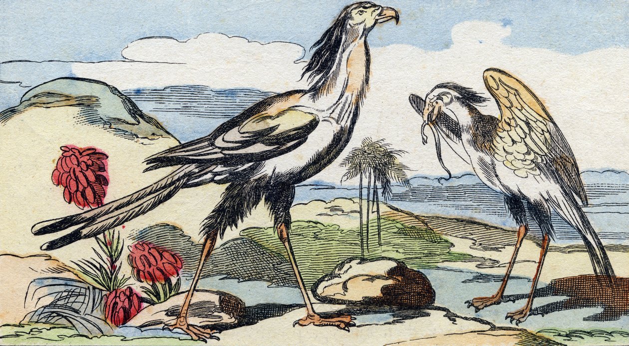 Wężowy. Grawerowanie w "Buffon Alphabet des Oiseaux n 2". 3. Seria N 2. Obrazowanie Epinal, Epinal, koniec XIX wieku. 16 stron. Wymiary: 28x21 cm autorstwa French School