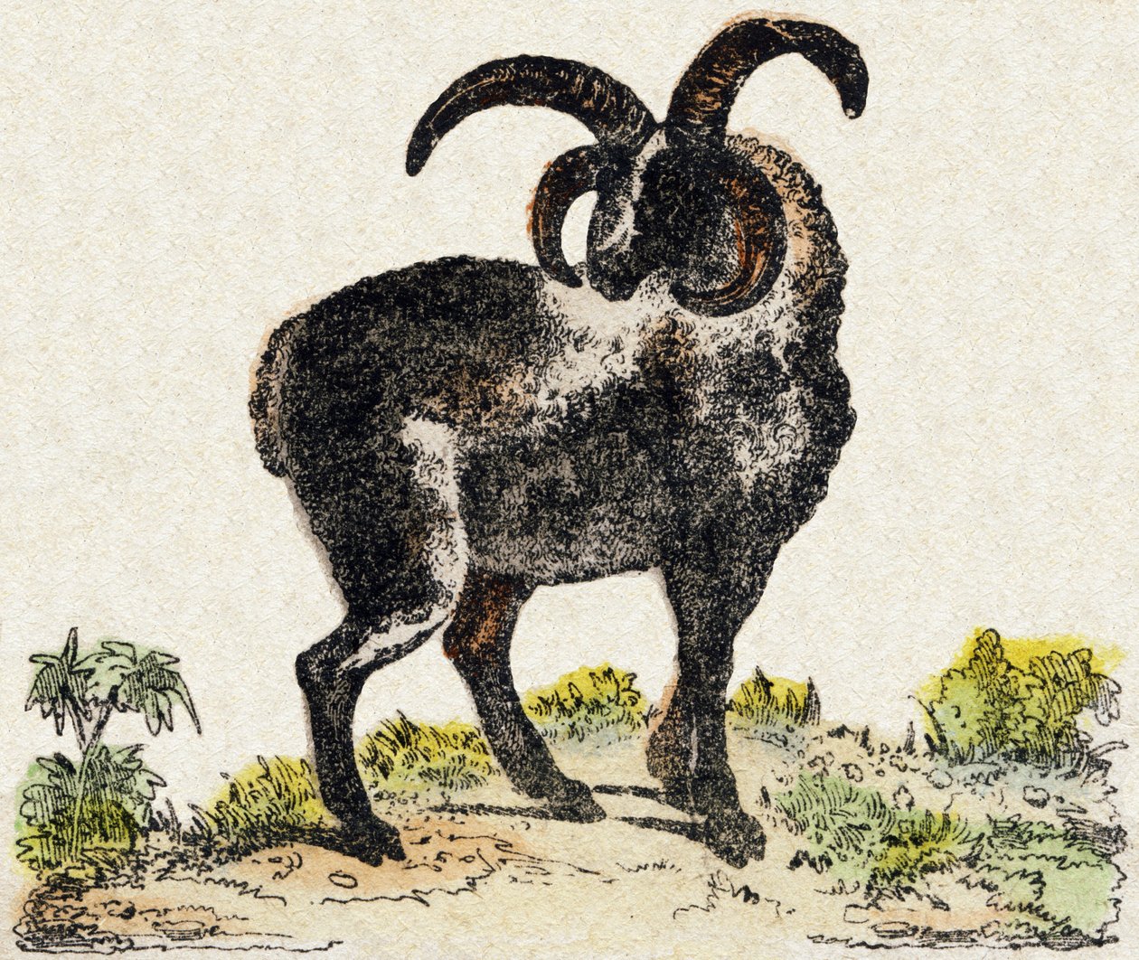 Owce. Grawerowanie w „Alfabet des animaux sauvages””. 9. seria. Obraz Epinal, Pellerin, drukarz-wydawca, ok. 1870 r. Ryciny na drewnie, szablon. 16 stron. Wymiary: 20 x 15 cm. Prywatna kolekcja autorstwa French School
