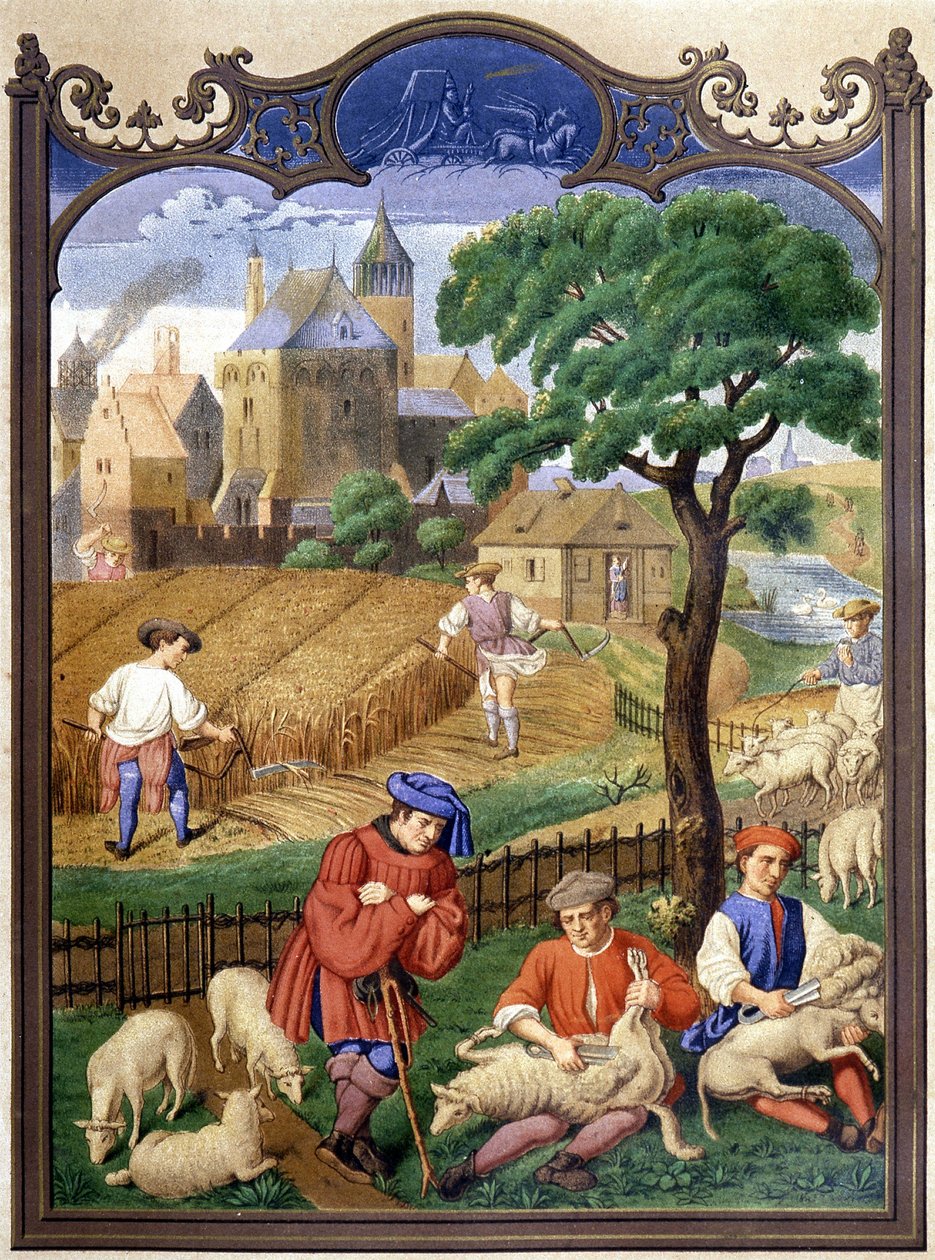 Ścinanie i zbieranie owiec - miniatura, średniowiecze. autorstwa French School