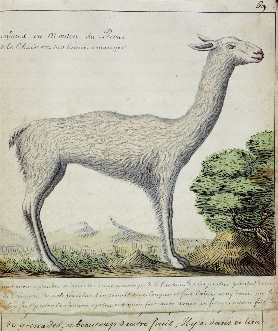 Owce z Peru (lamy lub alpaki) (wc na papierze) autorstwa French School