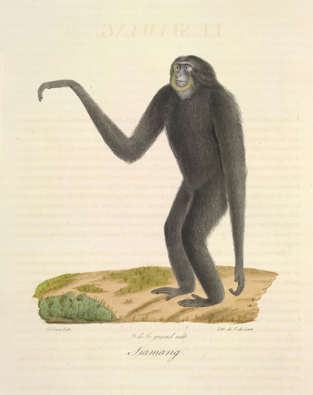 Siamang, z Natural History of Mammals (kolor lito) autorstwa French School