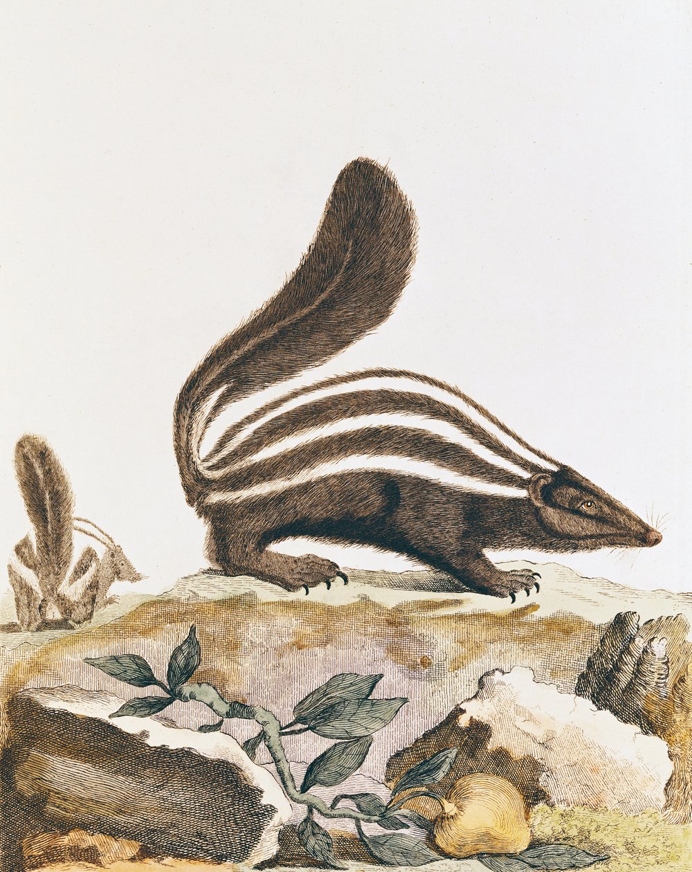 Skunk, z „Histoire Naturelle” Georgesa Louisa Leclerca Buffona (1707-88) 1749-1804 autorstwa French School