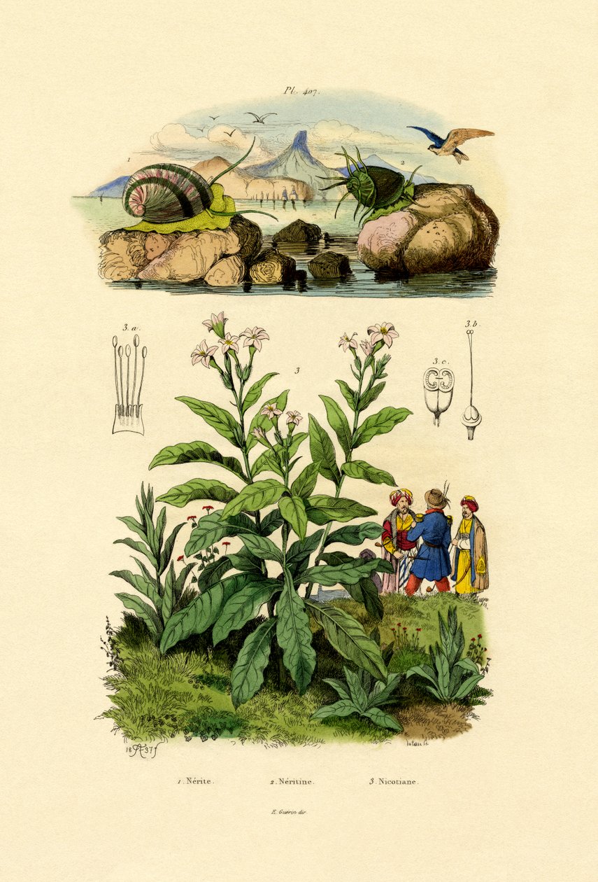Ślimaki, 1833-39 autorstwa French School