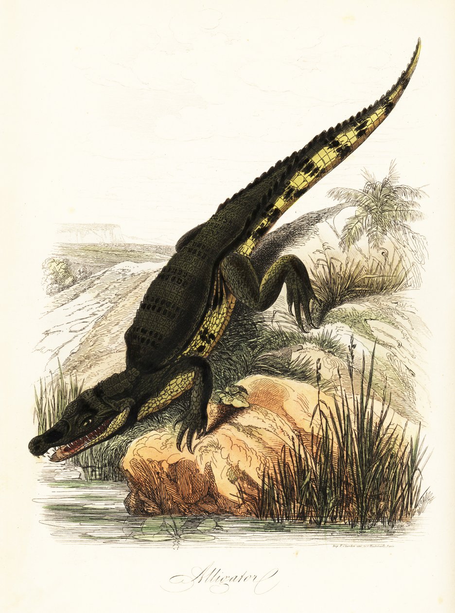 Kajman okularowy, kajman crocodilus autorstwa French School