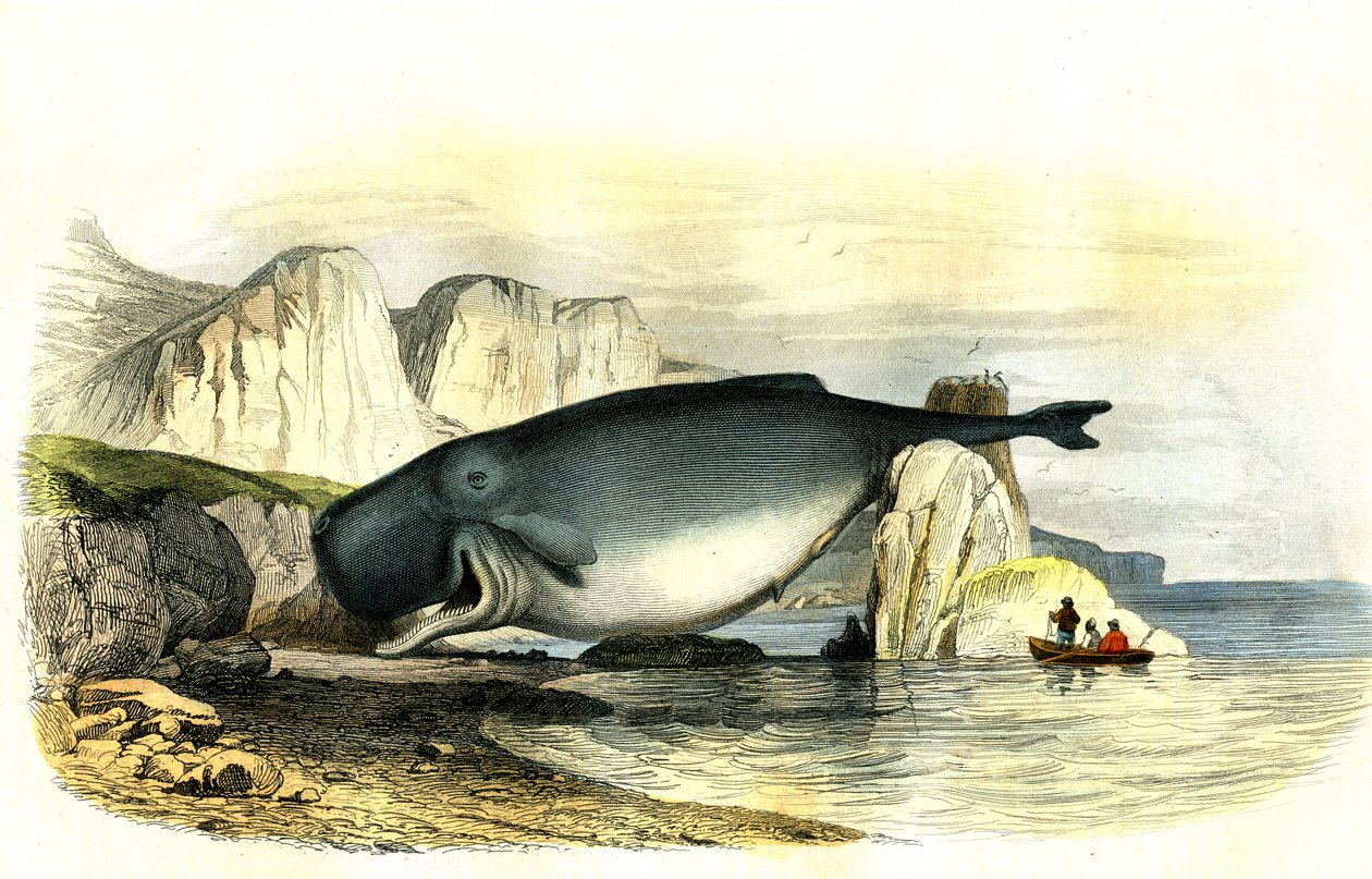 Kaszalot (Physeter makrocephalus) - Planche wydobyty z Histoire Naturelle przez Bernarda Germaina de Lacepede (1856-1925), wydanie P.Furme, Paryż autorstwa French School