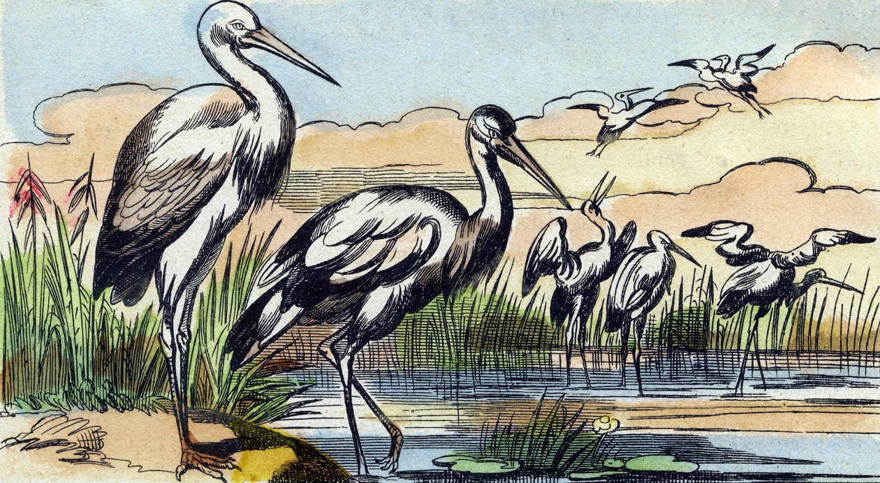 Bocian. Grawerowanie w "Buffon Alphabet des Oiseaux n 1". 3. Seria N 1. Obrazowanie Epinal, Epinal, koniec XIX wieku. 16 stron. Wymiary: 28x21 cm autorstwa French School