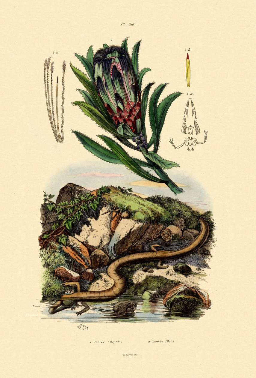 Krzew cukrowy, 1833-39 autorstwa French School