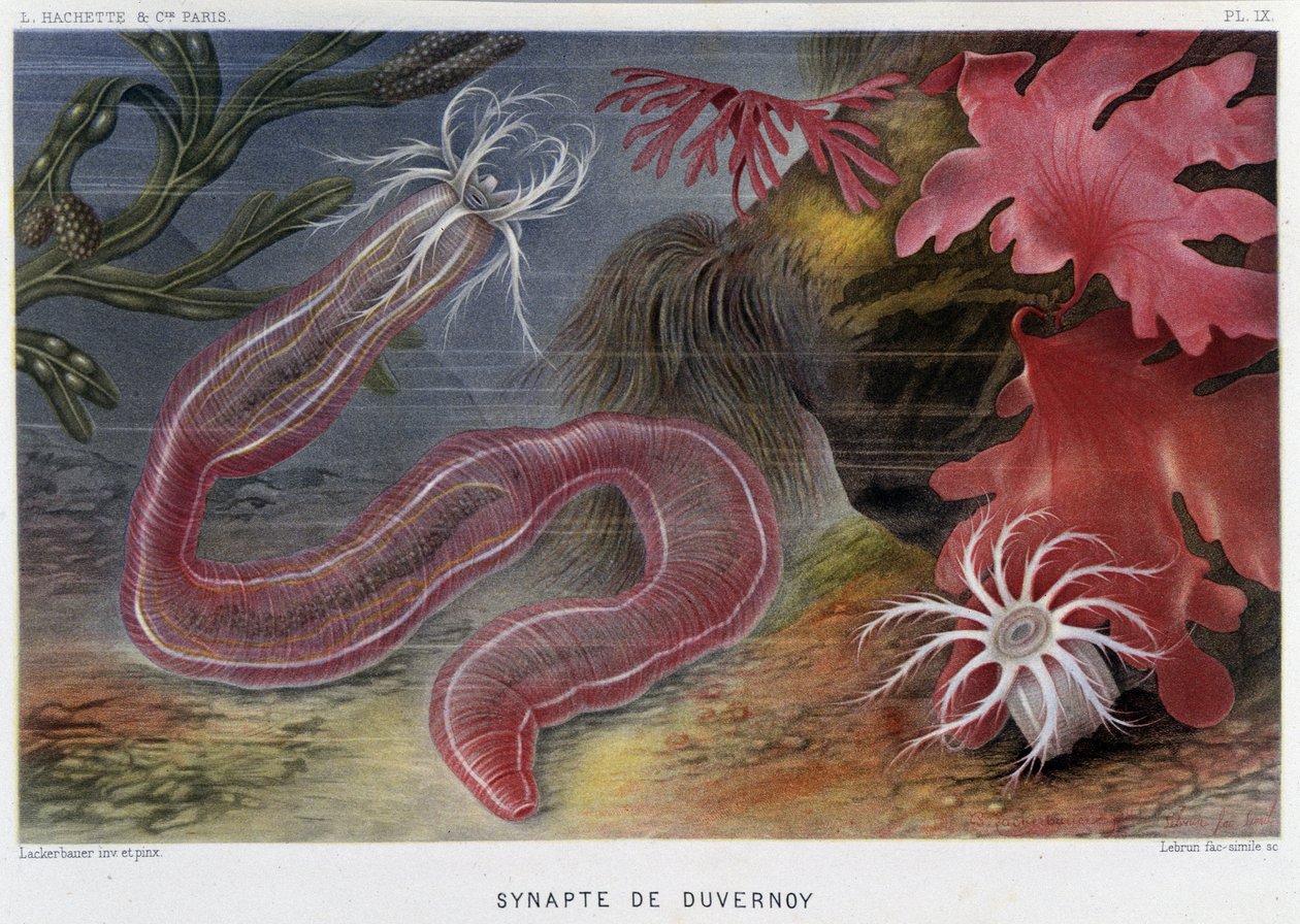 Sunapte de Duvernoy - w „”Le Monde de la Mer”” Alfreda Fredola. wyd. Paryż, Hachette. autorstwa French School
