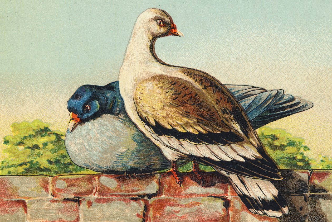 T jak Turtledoves autorstwa French School