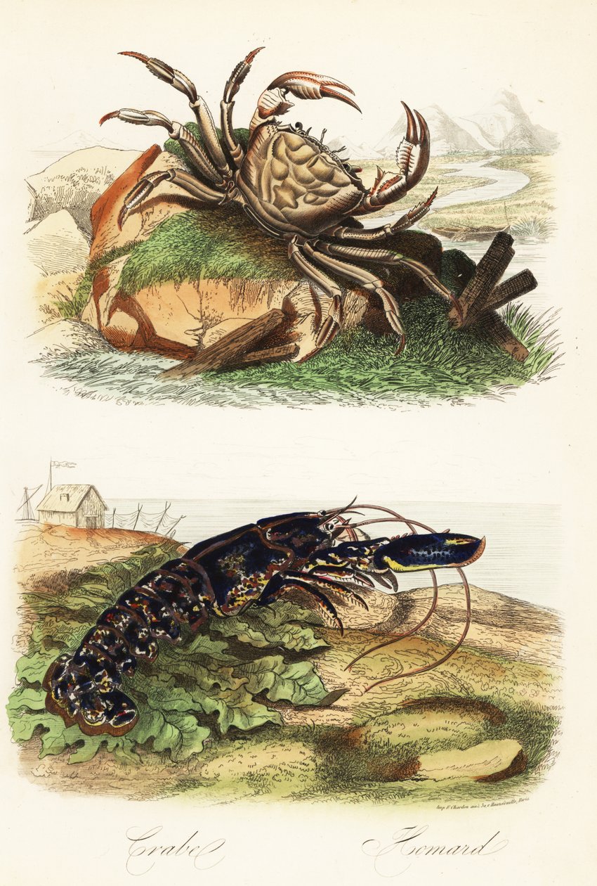 Tasmański krab olbrzymi, Pseudocarcinus gigas i homar europejski, Homarus gammarus autorstwa French School