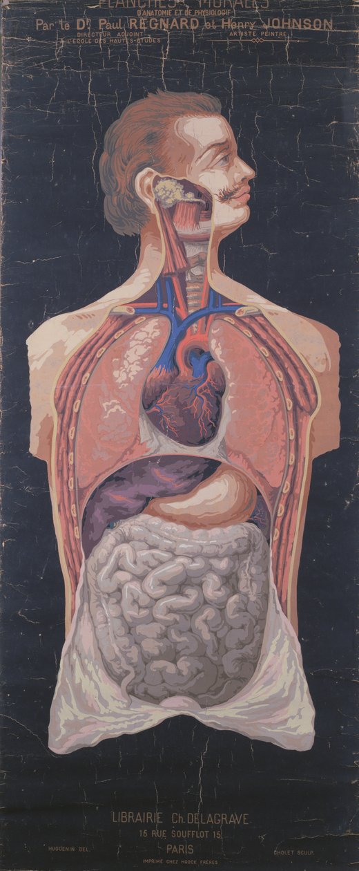 Klatka piersiowa i żołądek, z Planches Murales dAnatomie et de Physiologie autorstwa dr. Paula Regnarda i Henry