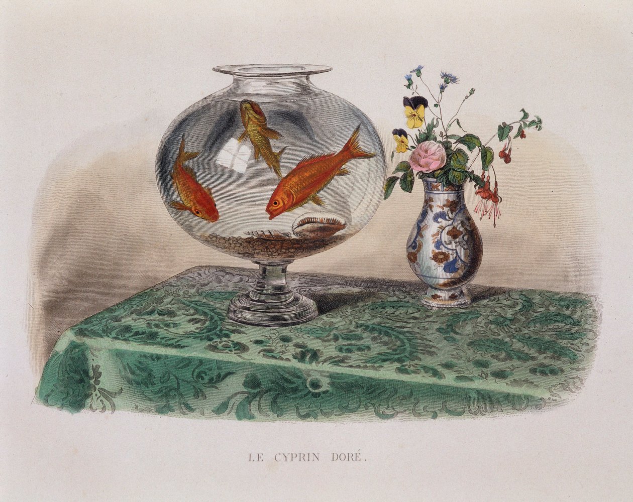 Złota rybka (złota rybka w słoiku) - w „Lacepede” autorstwa French School