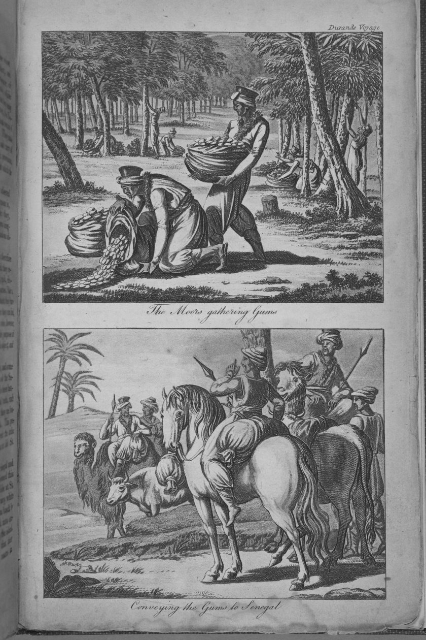 Maurowie zbierają dziąsła i przenoszą je do Senegalu, ilustracja z „Podróży do Senegalu…” autorstwa French School