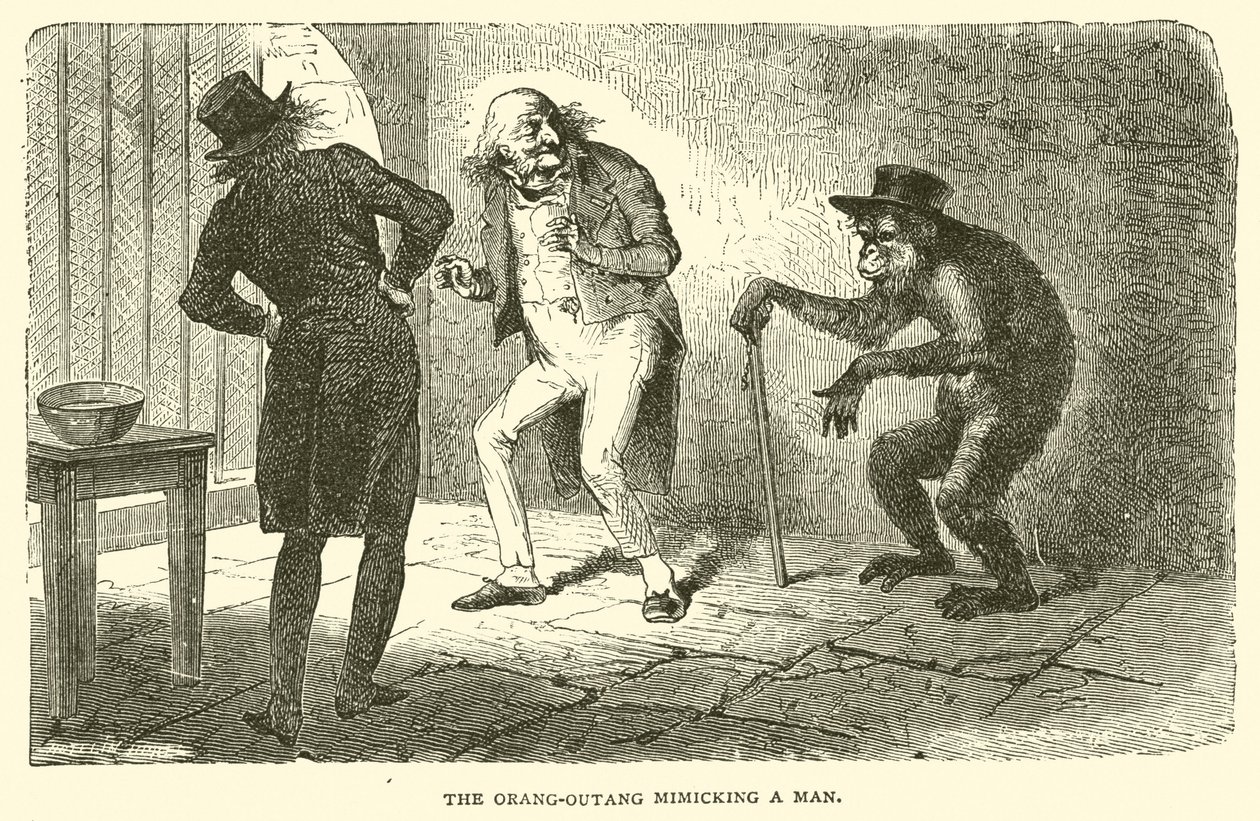 Orang-Outang naśladujący człowieka (rycina) autorstwa French School