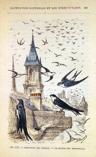 Powrót jaskółek. ok.1880 (kolor grawerowany) autorstwa French School