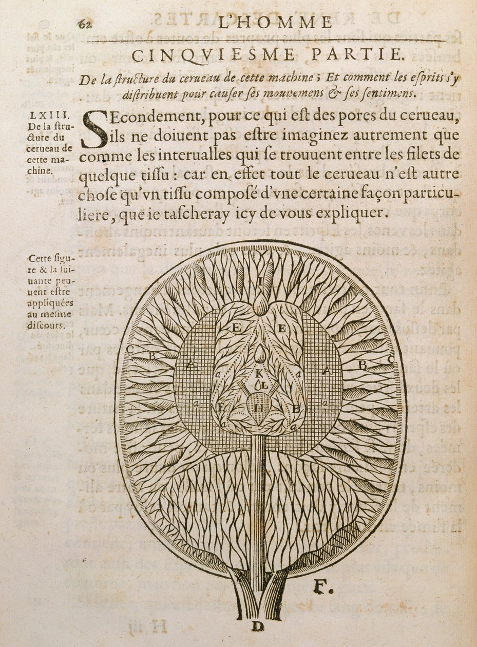 Struktura mózgu, z De Homine Figuris Rene Descartes (1596-1650) opublikowanej w Hadze, 1662 autorstwa French School