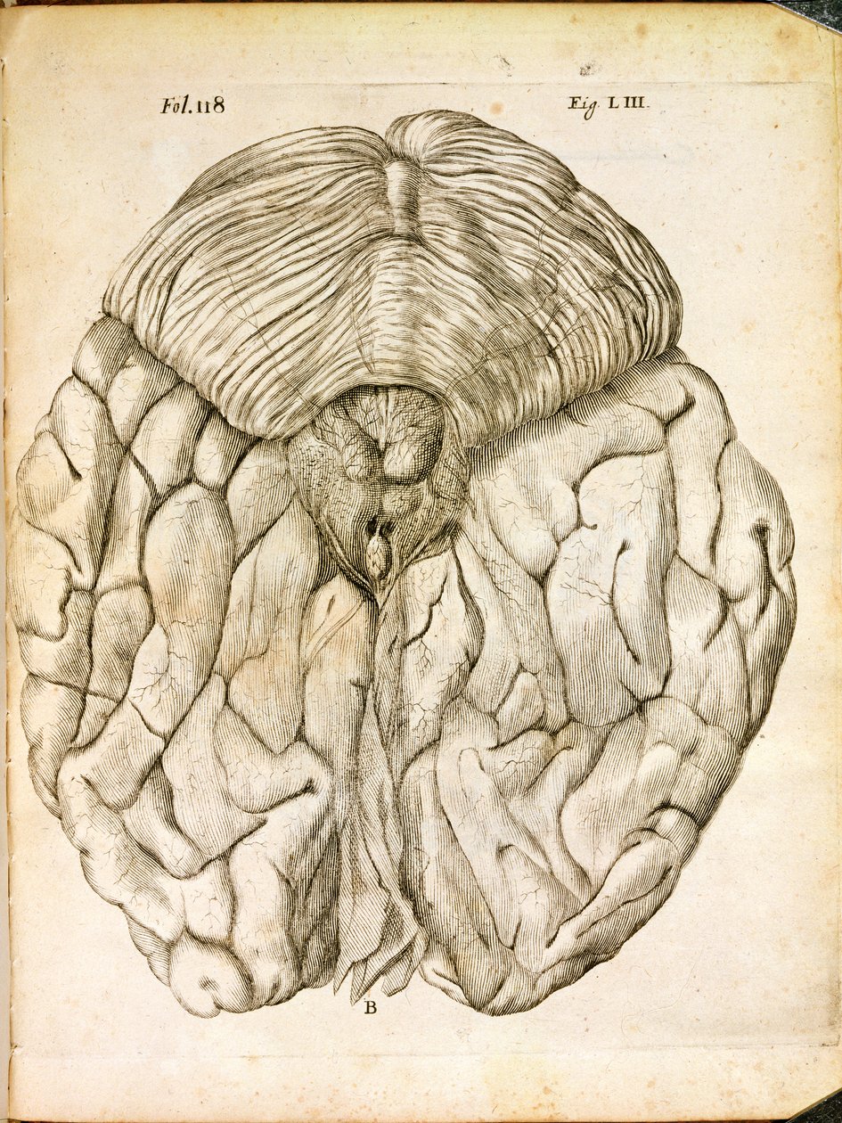 Struktura mózgu, z De Homine Figuris Rene Descartes (1596-1650) opublikowanej w Hadze, 1662 autorstwa French School