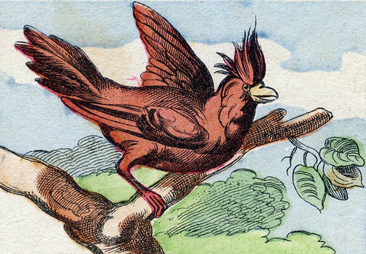 Kardynał. Grawerowanie w "Buffon Alphabet des Oiseaux n 2". 3. Seria N 2. Obrazowanie Epinal, Epinal, koniec XIX wieku. 16 stron. Wymiary: 28x21 cm autorstwa French School