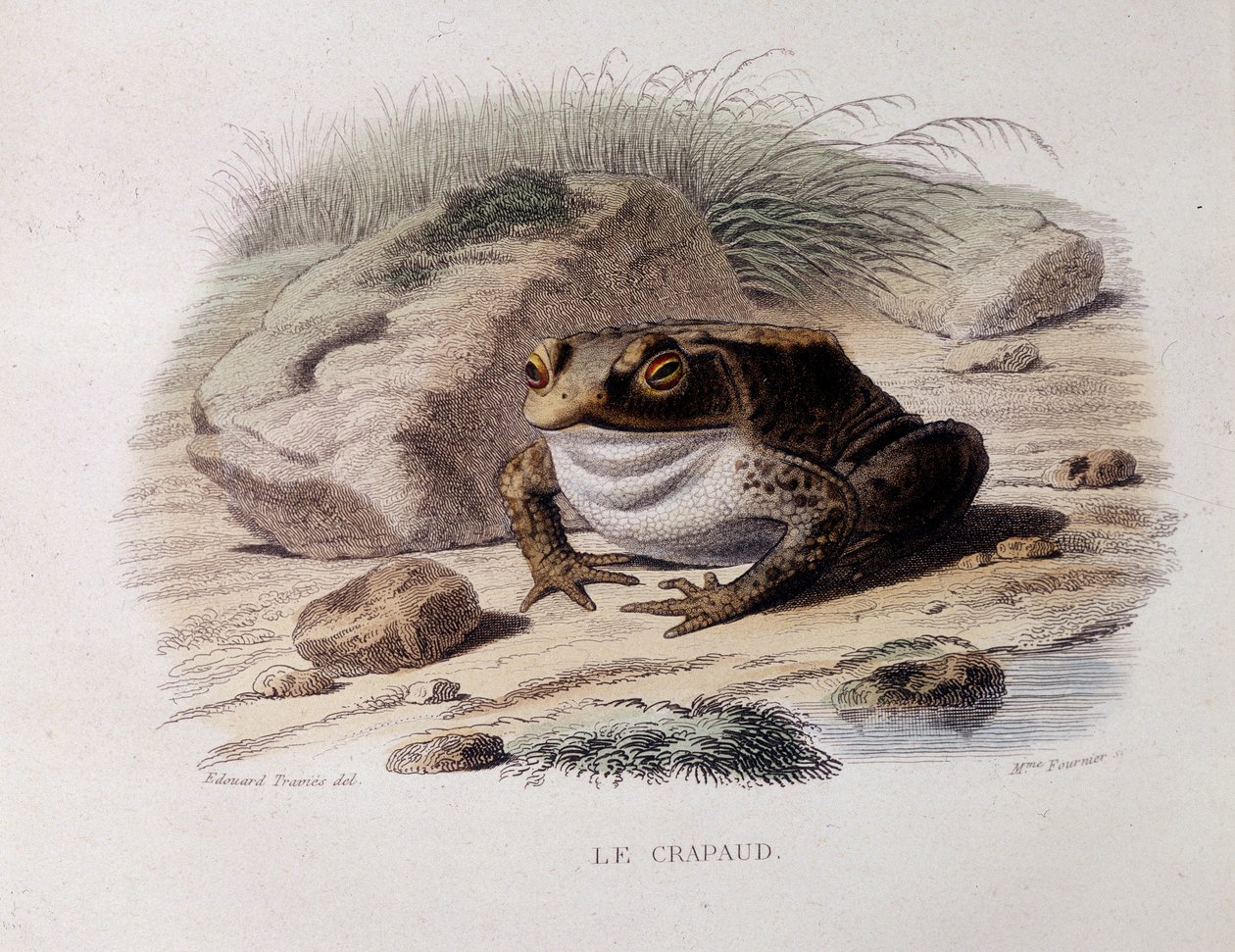 Ropucha szara (Bufo bufo) - w „Lacepede” autorstwa French School