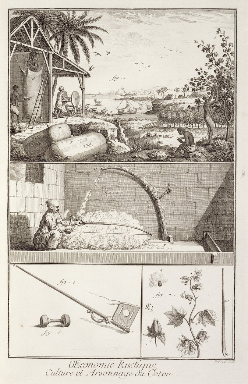 Uprawa bawełny, z Encyklopedii Denisa Diderota (1713-84), ryt. A. Provost (fl.1834-55), ok.1760 autorstwa French School