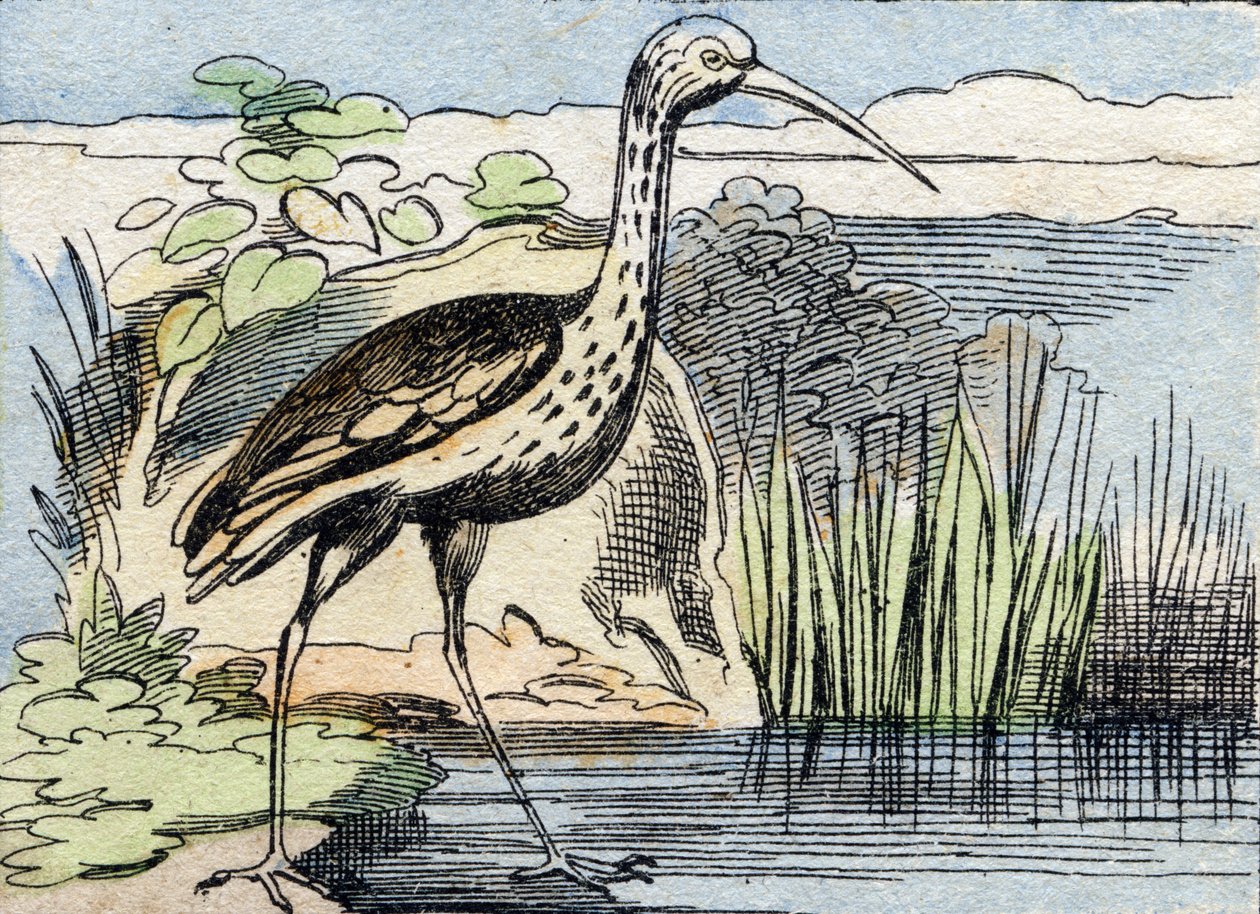 Kulik . Grawerowanie w "Buffon Alphabet des Oiseaux n 2". 3. Seria N 2. Obrazowanie Epinal, Epinal, koniec XIX wieku. 16 stron. Wymiary: 28x21 cm autorstwa French School
