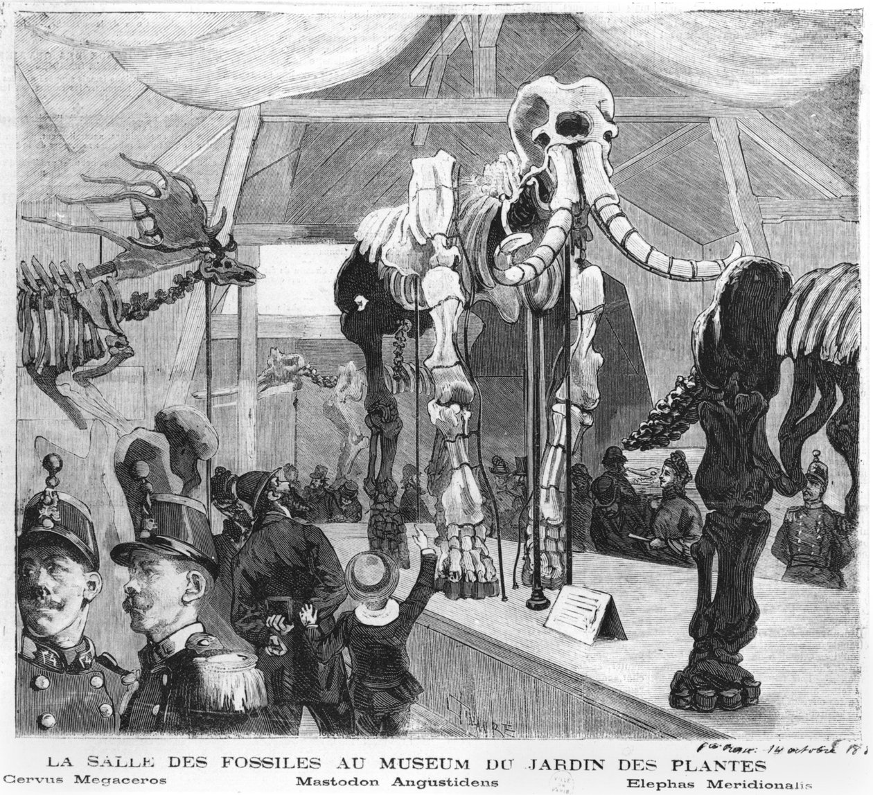 Pokój z skamieniałościami w Muzeum Historii Naturalnej w Paryżu, ok.1880 autorstwa French School