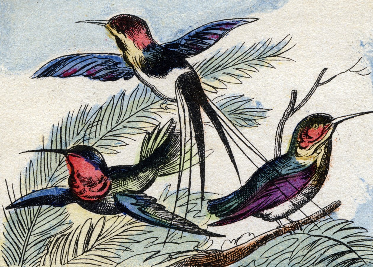 Koliber. Grawerowanie w "Buffon Alphabet des Oiseaux n 2". 3. Seria N 2. Obrazowanie Epinal, Epinal, koniec XIX wieku. 16 stron. Wymiary: 28x21 cm autorstwa French School