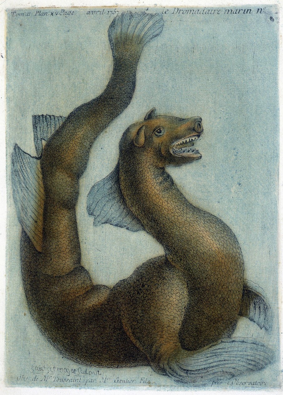 Wielbłąd morski. Ilustracja M. Toussaint (1756) w „Okresowych obserwacjach fizyki, historii naturalnej i sztuki”. autorstwa French School