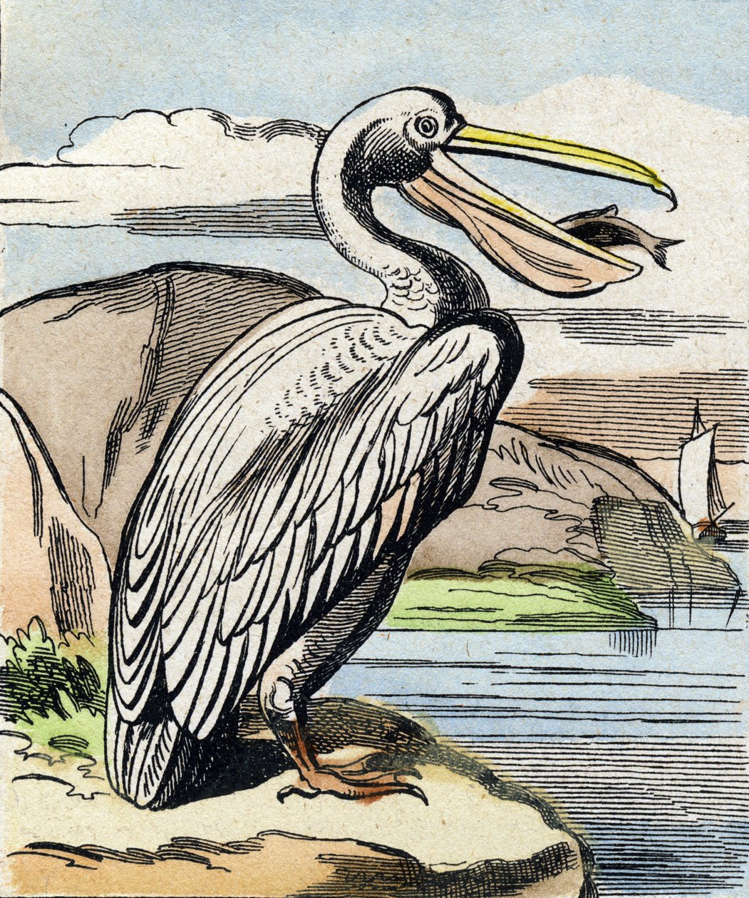 Pelikan. Grawerowanie w "Buffon Alphabet des Oiseaux n 1". 3. Seria N 1. Obrazowanie Epinal, Epinal, koniec XIX wieku. 16 stron. Wymiary: 28x21 cm autorstwa French School