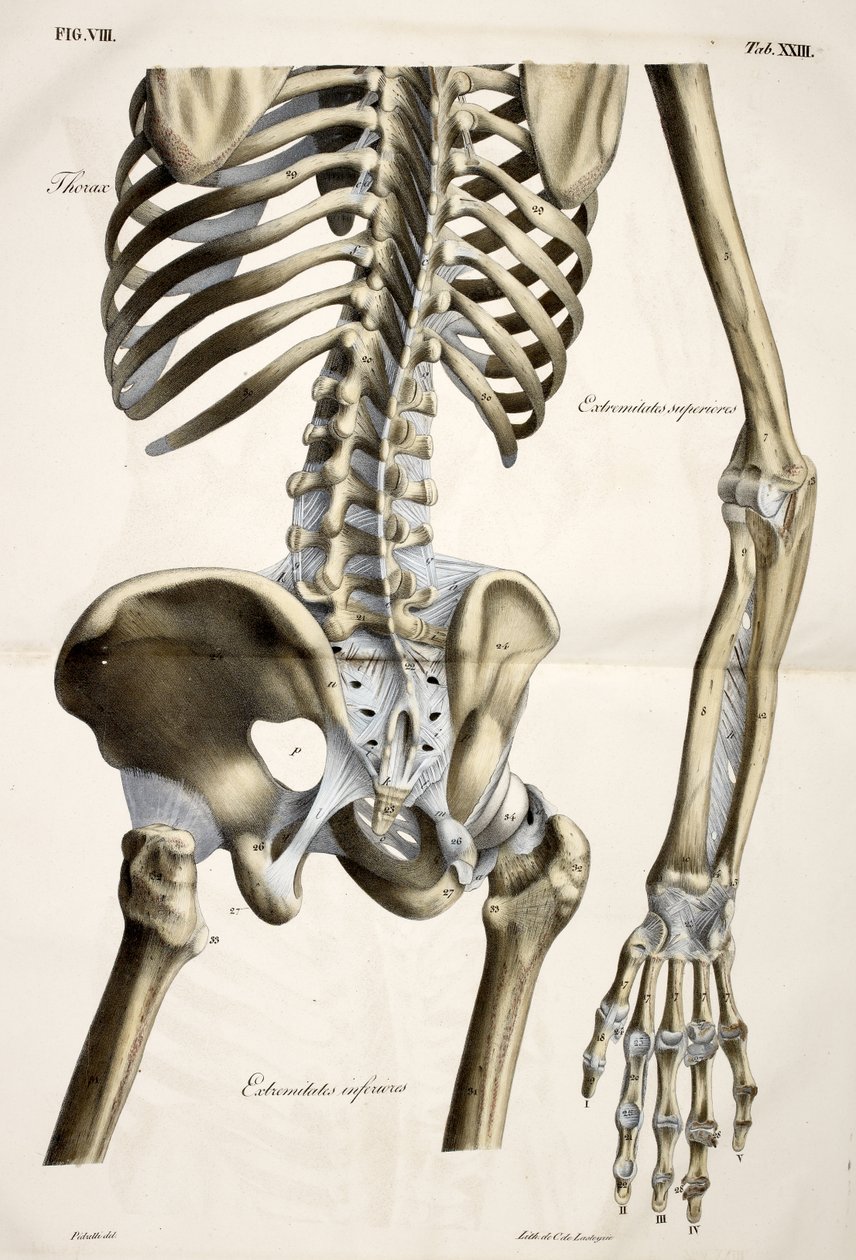 Klatka piersiowa, z płyt anatomicznych ludzkiego ciała wykonanych zgodnie z naturalnymi wymiarami, wraz z tekstem objaśniającym Wydane przez cte de Lasteyrie autorstwa French School