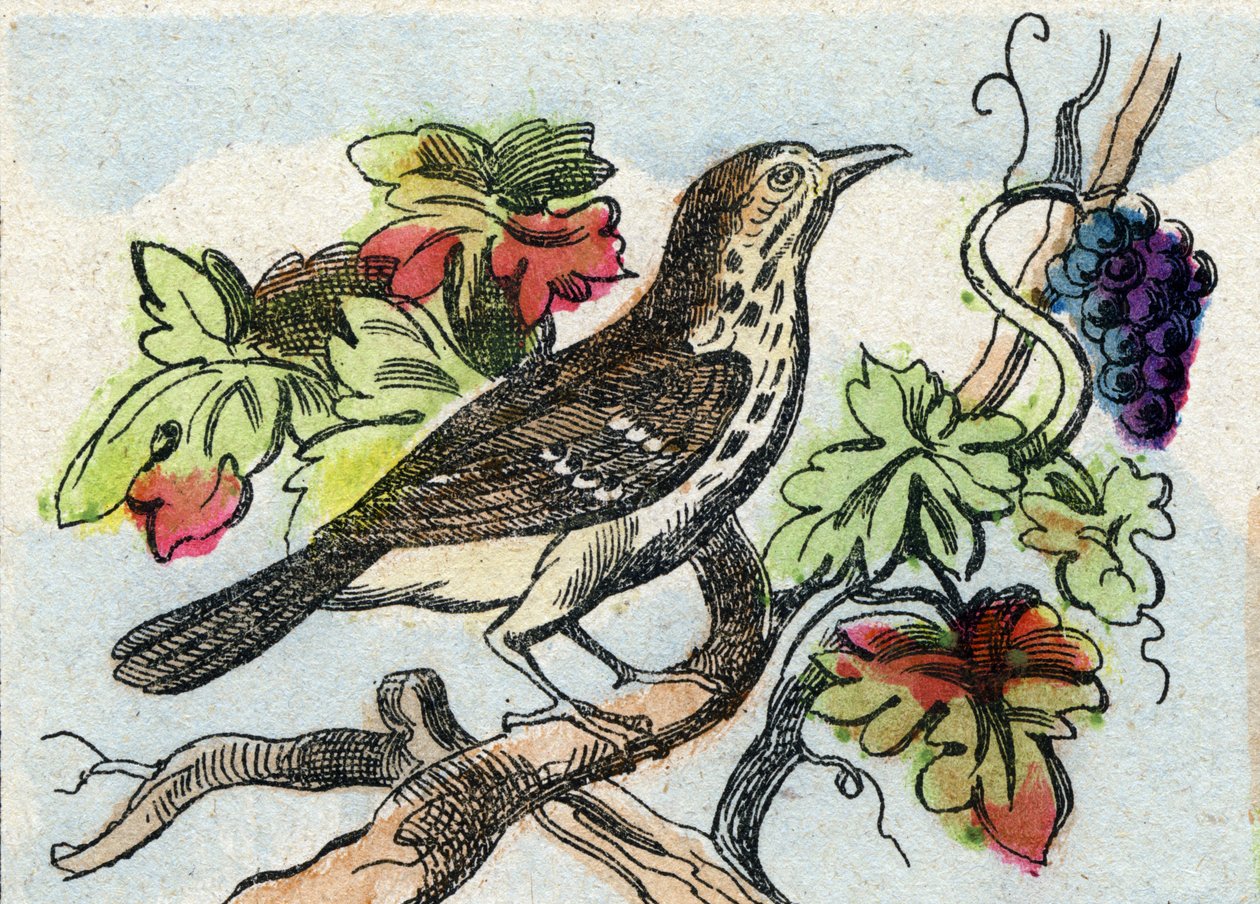 Drozd. Grawerowanie w "Buffon Alphabet des Oiseaux n 1". 3. Seria N 1. Obrazowanie Epinal, Epinal, koniec XIX wieku. 16 stron. Wymiary: 28x21 cm autorstwa French School
