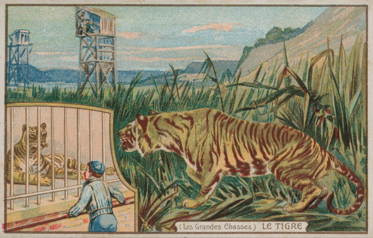 Tygrys (chromolit) autorstwa French School
