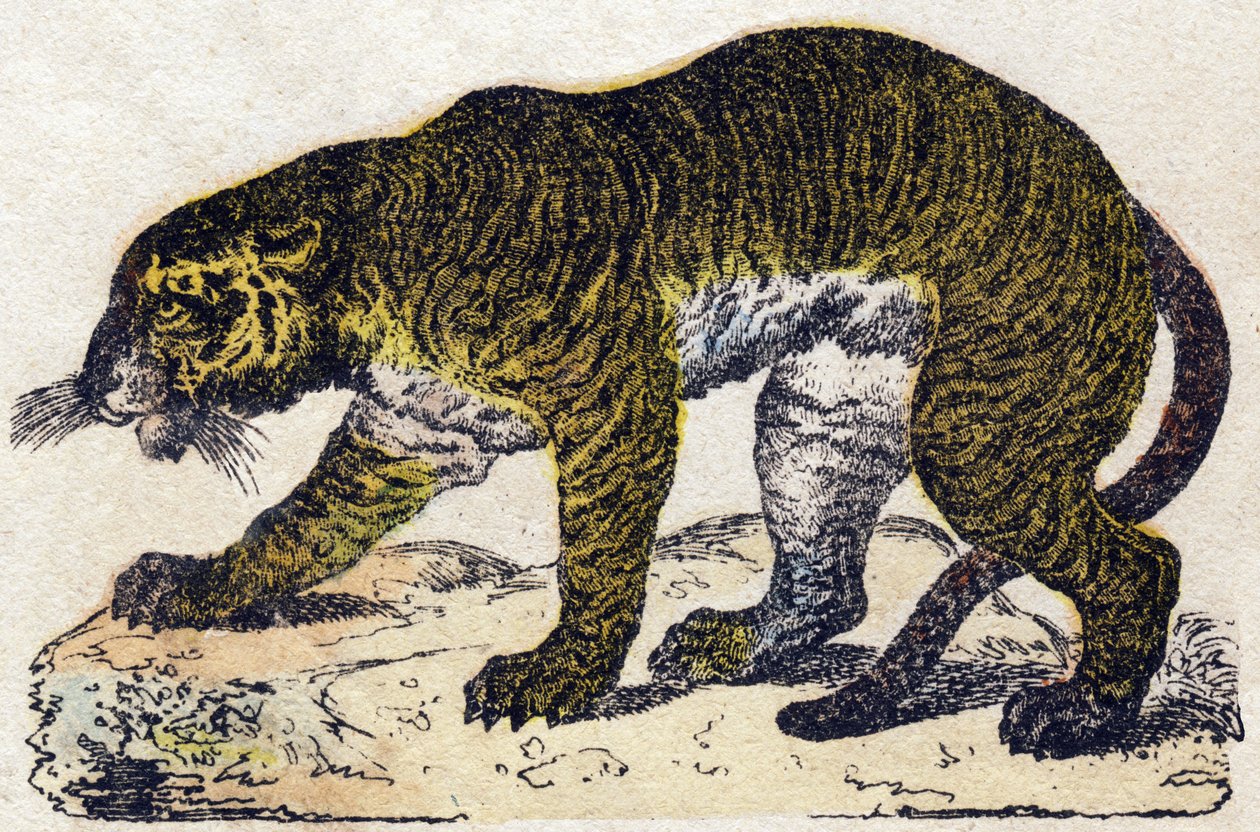 Tygrys. Grawerowanie w „Alfabet des animaux sauvages””. 9. seria. Obraz Epinal, Pellerin, drukarz-wydawca, ok. 1870 r. Ryciny na drewnie, szablon. 16 stron. Wymiary: 20 x 15 cm. Prywatna kolekcja autorstwa French School