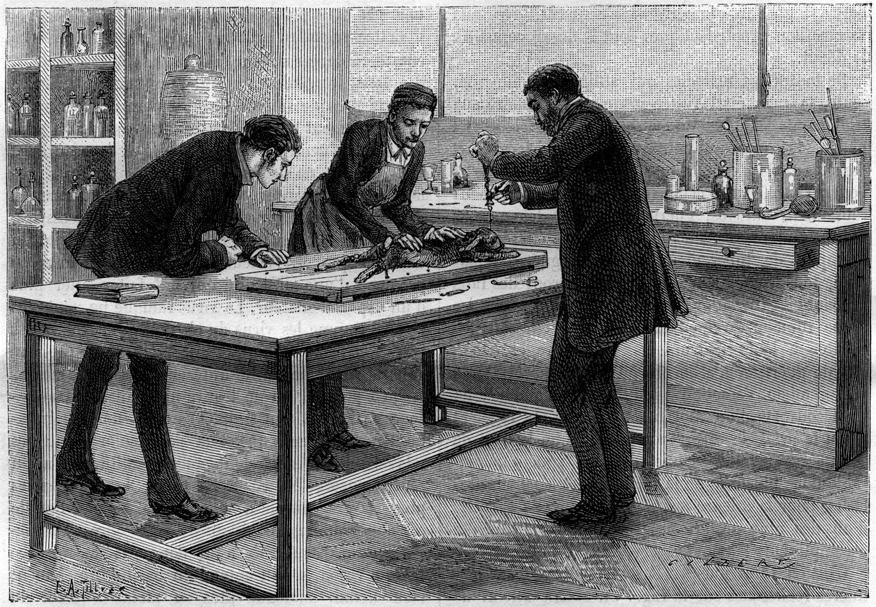 Trepanacja królika w laboratorium Ludwika Pasteura (1822-1895), do badania wścieklizny, rys. C.Gilbert d