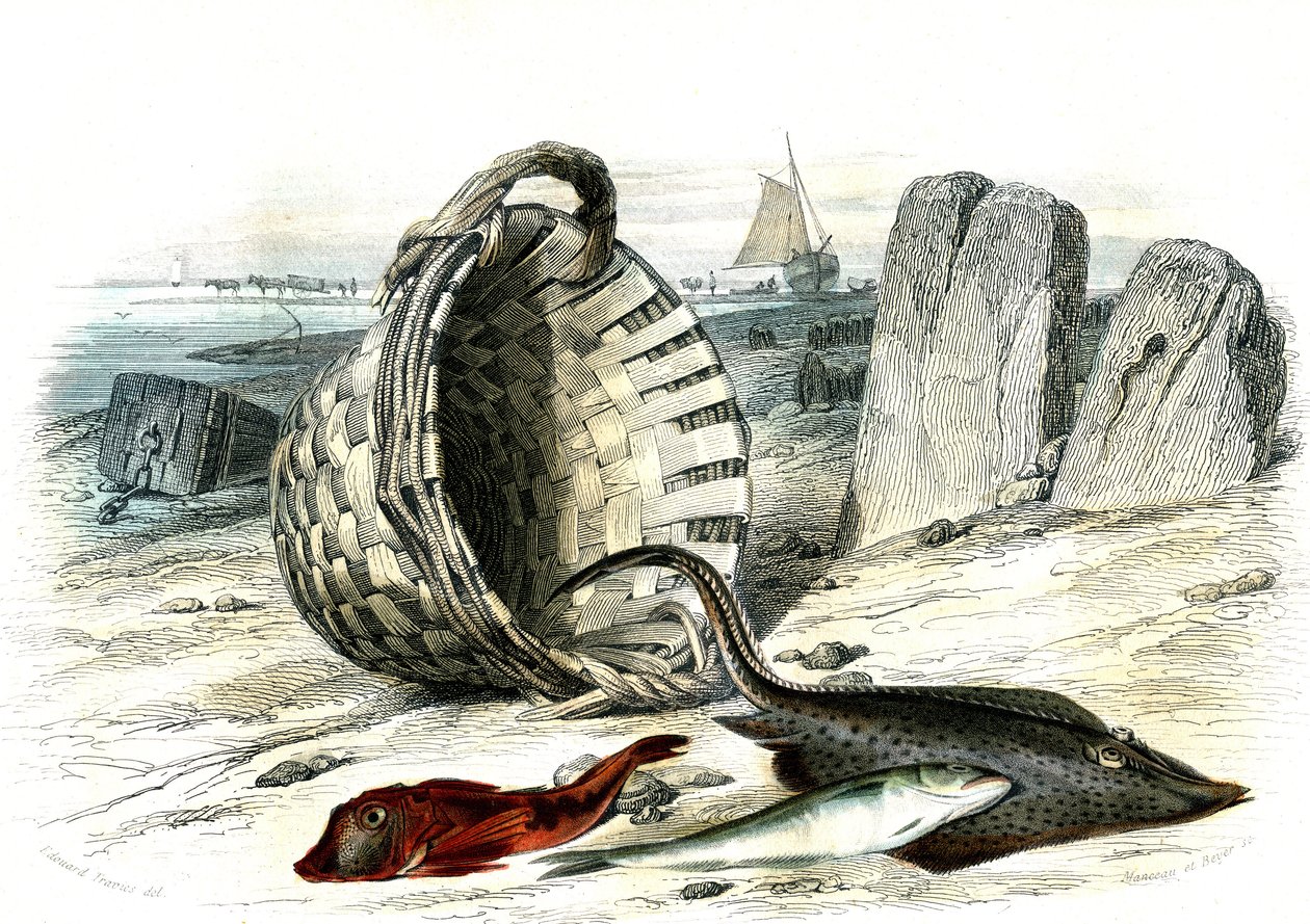 Trigle grondin (Trigle cuculus), witlinek (merlangius merlangus), raie grondin (dipturus batis) - Płyta wydobyta z Histoire Naturelle przez Bernarda Germaina de Lacepede (1856-1925), wydanie P.Furme, Paryż autorstwa French School