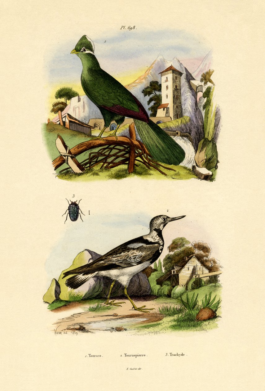 Turaco, 1833-39 autorstwa French School