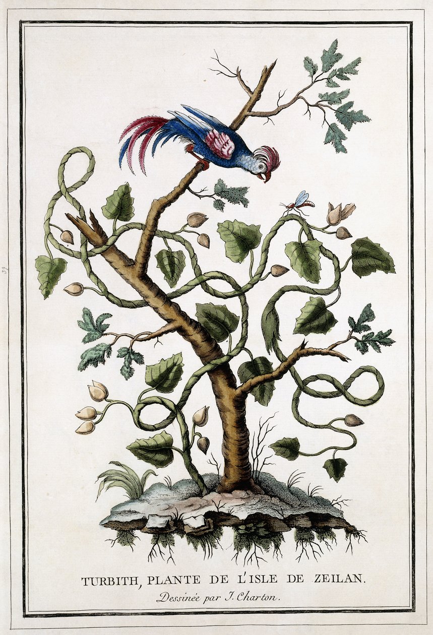 Turbit, roślina z wyspy Zeilan, 1784 autorstwa French School