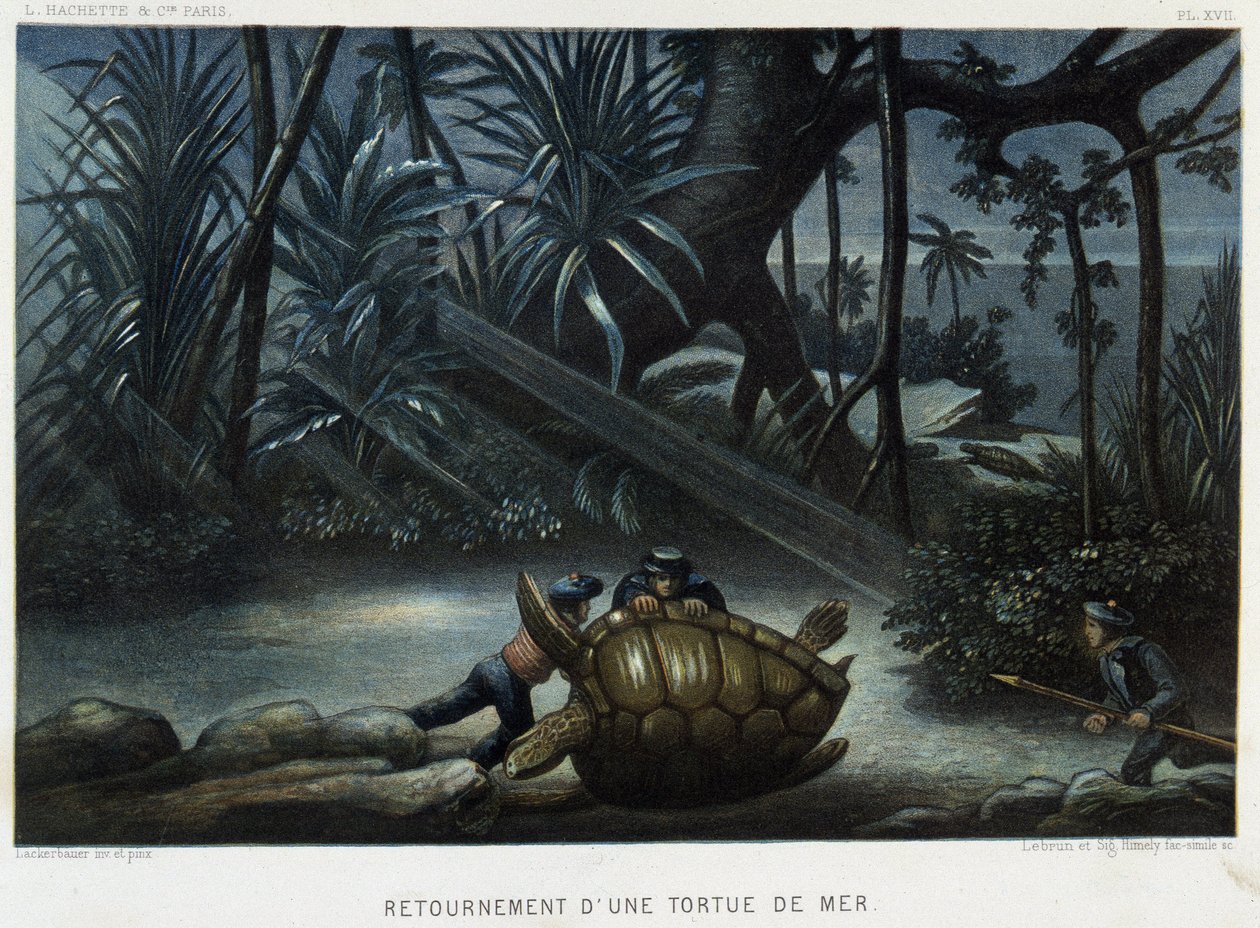 Żółw żółwia morskiego - w „Le monde de la mer” Alfreda Fredola, Hachette, Paryż autorstwa French School