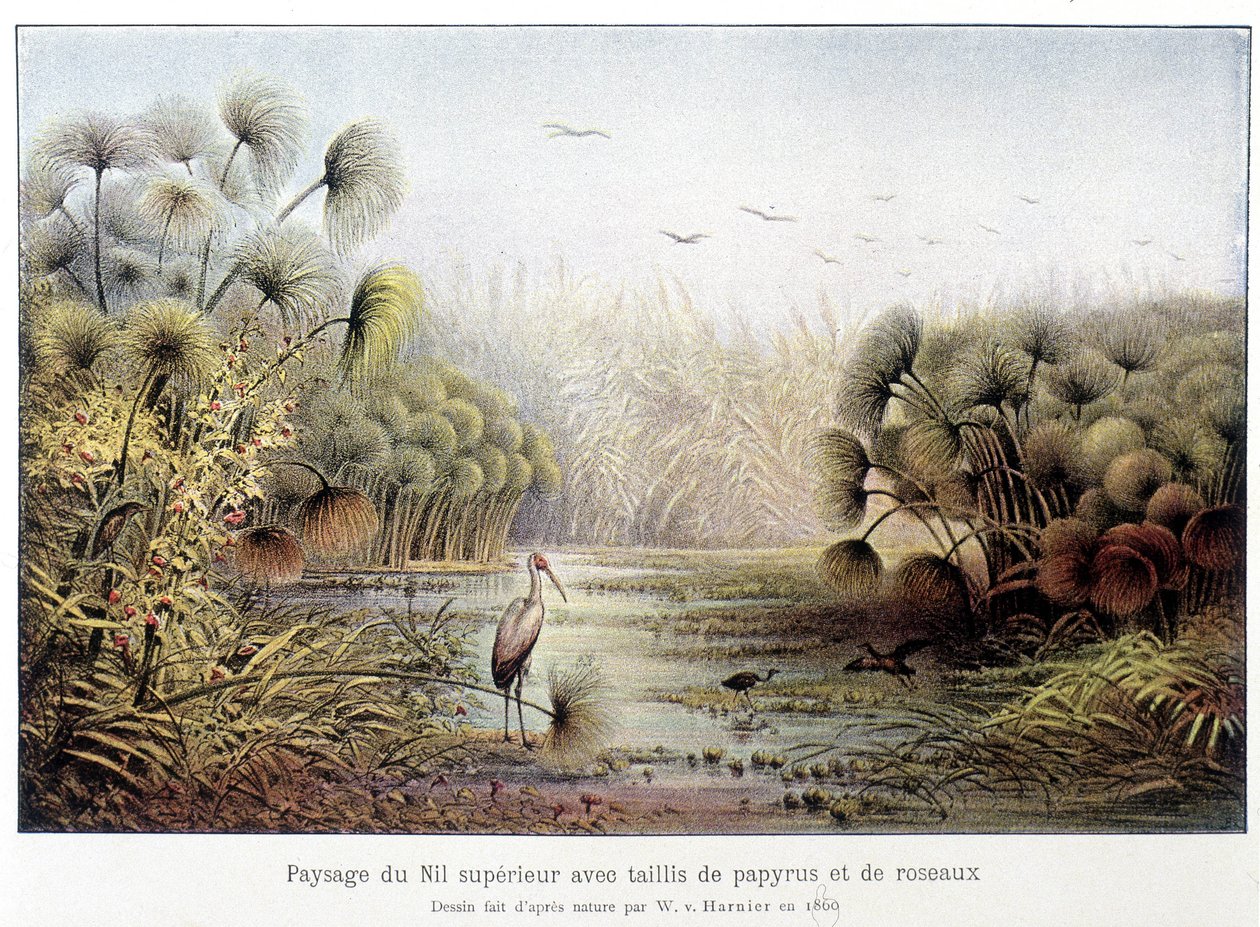 Przejście górnego Nilu z papirusem i zagajnikiem trzcinowym. autorstwa French School