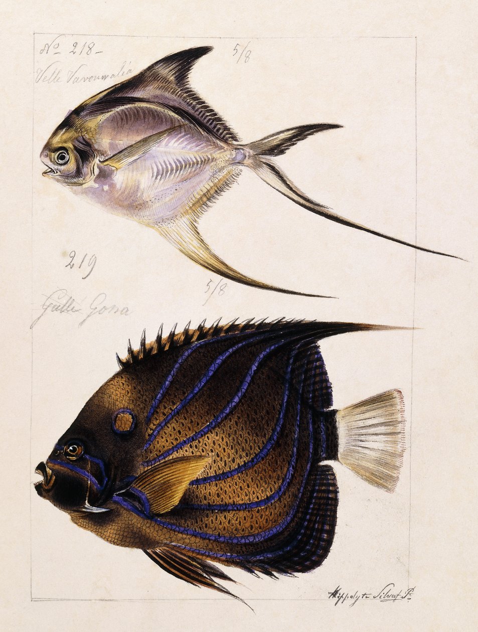 Velle... Itd, ok.1850 autorstwa French School