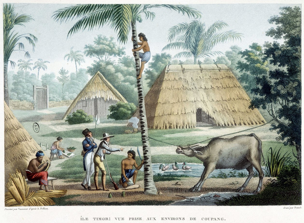 Widok z okolic Coupang, wyspy Timor. autorstwa French School