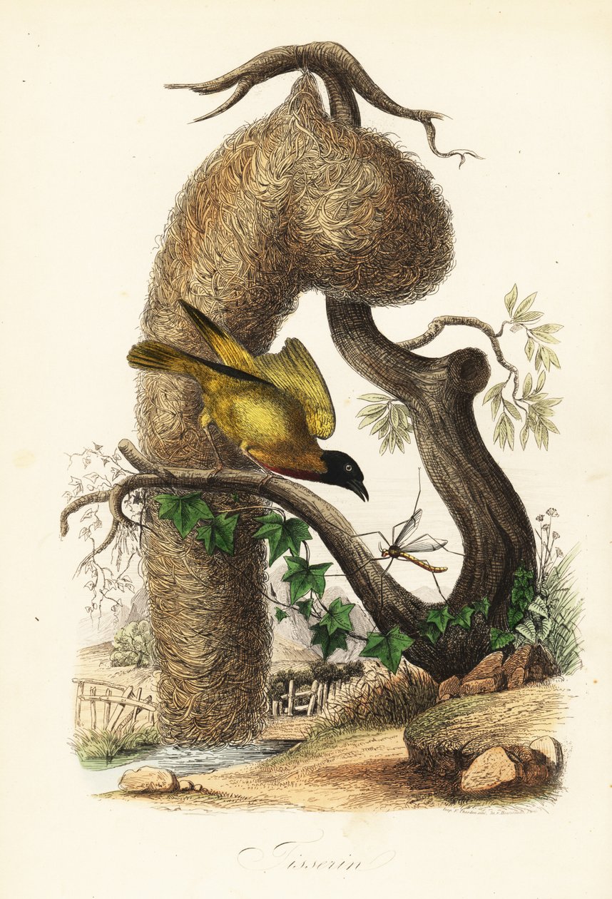 Wiejski tkacz, Ploceus cucullatus, z gniazdem z plecionej trawy autorstwa French School