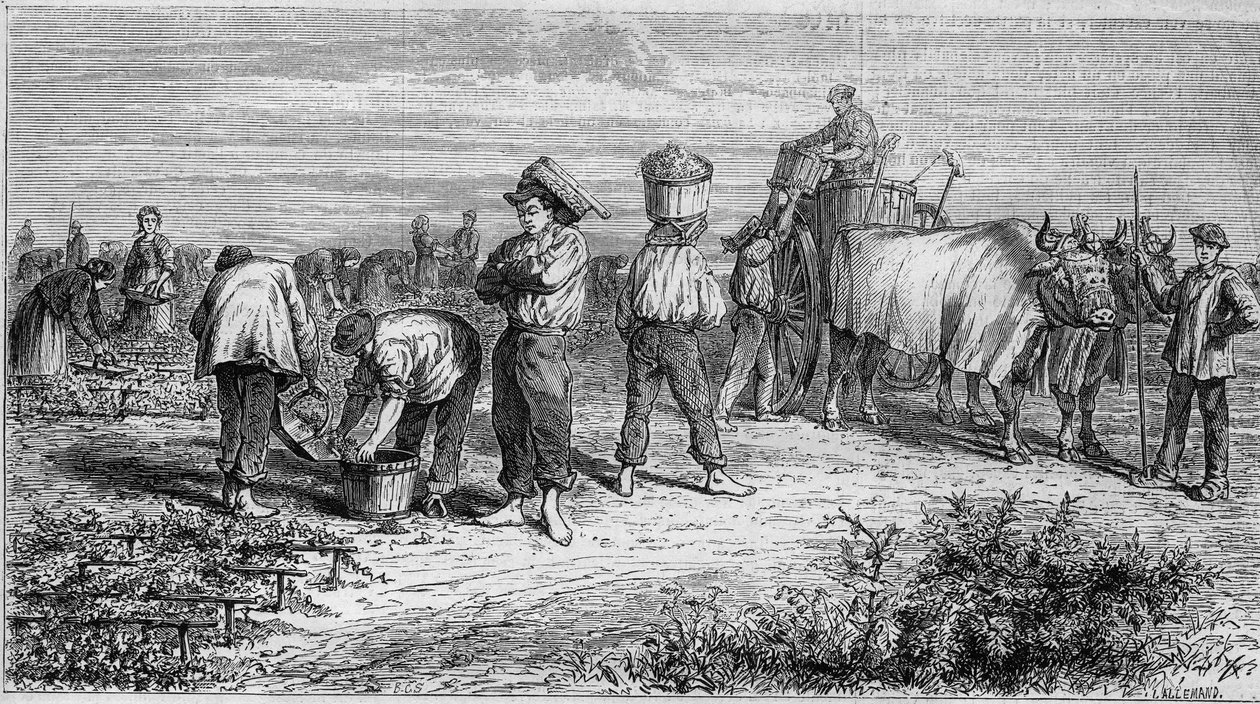 Uprawa winorośli w Medoc: zbieranie winogron podczas żniw. Grawer w „Le Monde Illustré” nr 561 z dnia 11 stycznia 1868 r. autorstwa French School