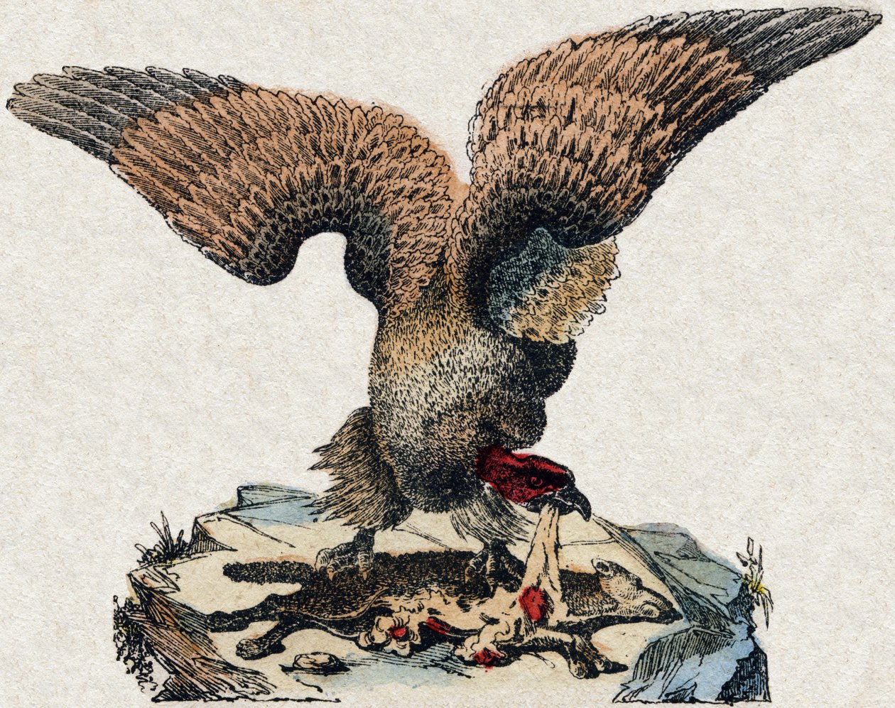 Sęp. Grawerowanie w „Alfabet des animaux sauvages””. 9. seria. Obraz Epinal, Pellerin, drukarz-wydawca, ok. 1870 r. Ryciny na drewnie, szablon. 16 stron. Wymiary: 20 x 15 cm. Prywatna kolekcja autorstwa French School