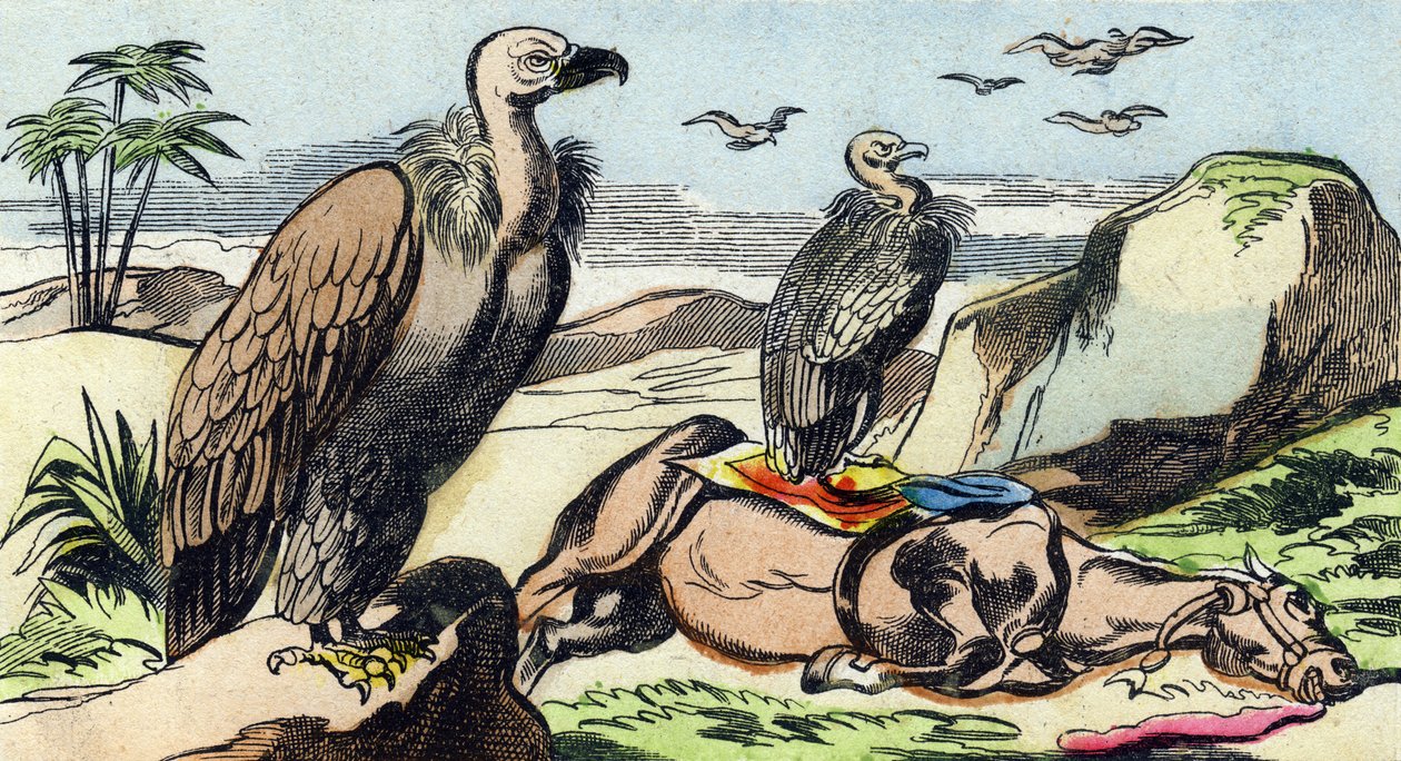 Sępy. Grawerowanie w "Buffon Alphabet des Oiseaux n 1". 3. Seria N 1. Obrazowanie Epinal, Epinal, koniec XIX wieku. 16 stron. Wymiary: 28x21 cm autorstwa French School