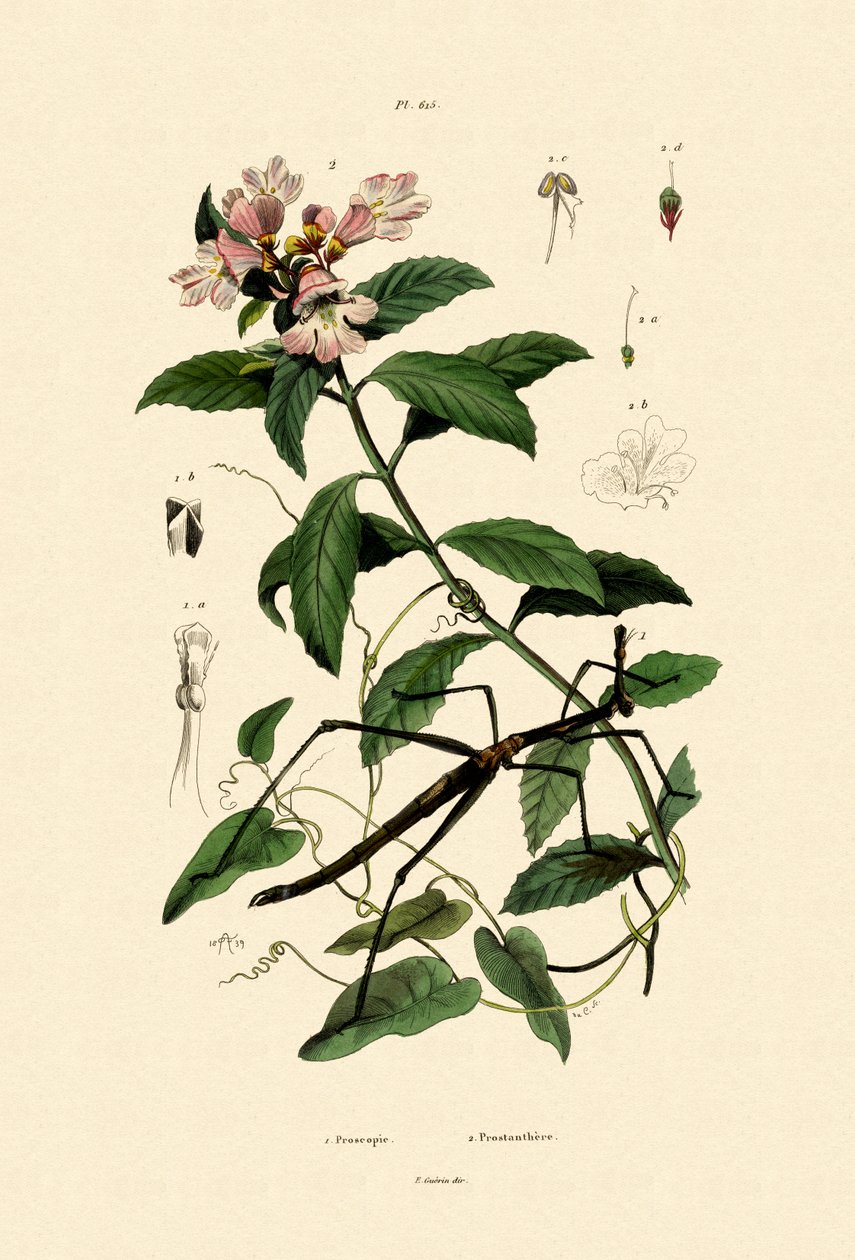Owad z laski, 1833-39 autorstwa French School